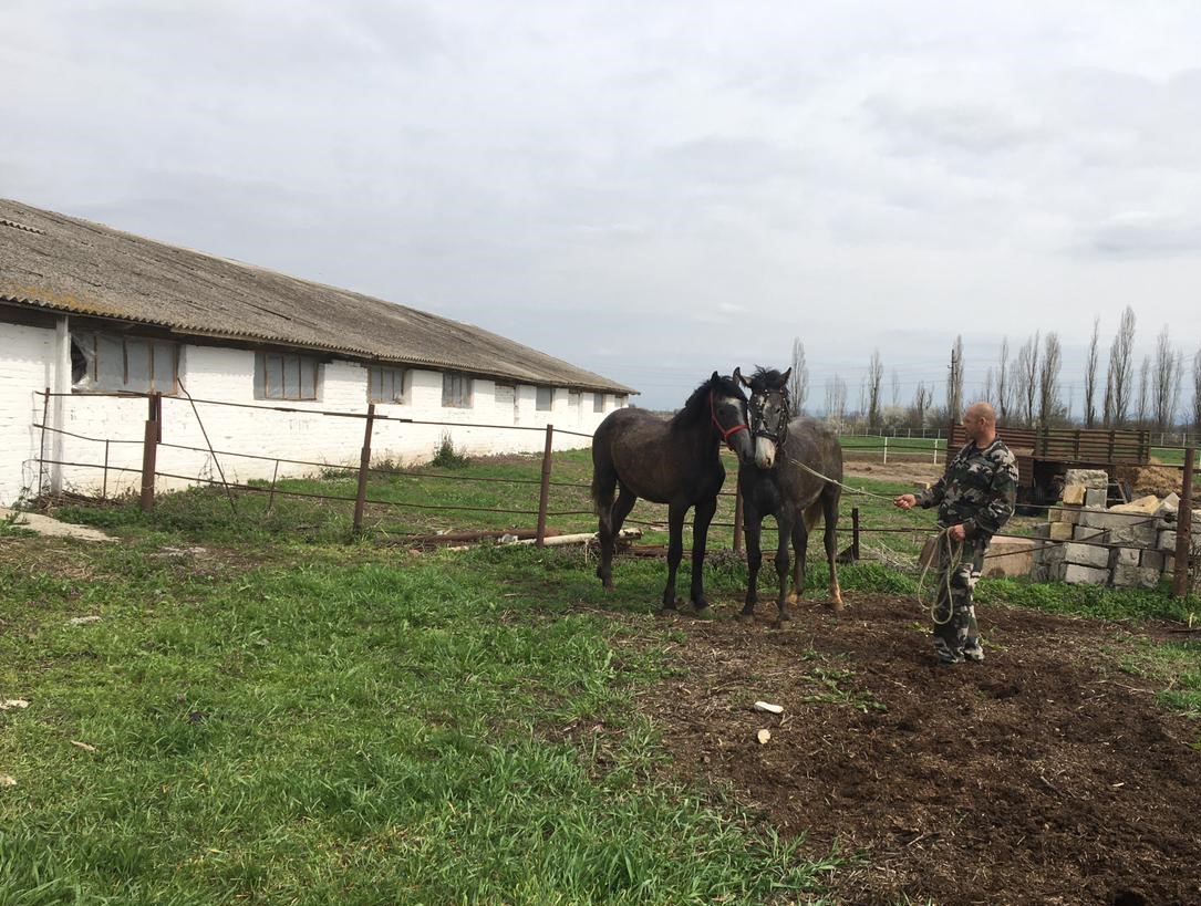 АТАМАН НИКОЛАЙ ДОЛУДА ПОДАРИЛ КАЗАКАМ СЕЛА СОЛДАТО-АЛЕКСАНДРОВСКОГО ДВУХ  ЖЕРЕБЦОВ ЗА СПАСЕНИЕ ТОНУВШИХ ПОДРОСТКОВ - Терское Казачье Войско.  Официальный сайт